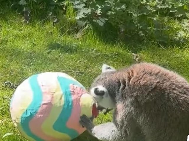 A inquisitive lemur.