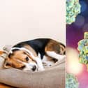 Canine parvovirus is a serious and highly contagious disease that affects dogs (Photo: Shutterstock)