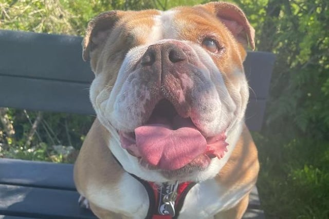 Gorgeous Waffle is an affectionate girl who came into the centre after her owner passed away. She is a loving lady with such a fantastic nature and likes nothing more cuddles and a fuss. She is a five-year-old British Bulldog
