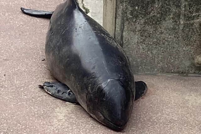 One of the porpoises (pictured) was found on the Promenade in Blackpool on Friday morning (September 23). (Picture by Samantha Bonney)
