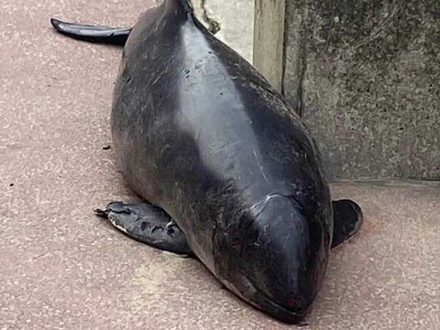 One of the porpoises (pictured) was found on the Promenade in Blackpool on Friday morning (September 23). (Picture by Samantha Bonney)
