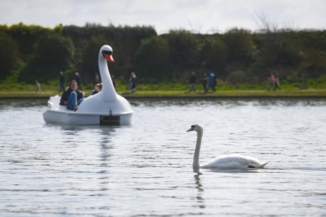 Twokinds of swans were on show at the Fairhaven Lake open day