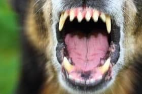 'Something must be done about the rising number of dog attacks'.