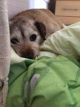 12 year old Border Terrier Charlie.