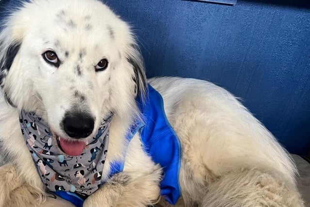 Cool and stylish. Keira Tracey sent in this picture of her pet wearing a cooling vest and bandana