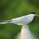 Common tern.  Picture by Ben Andrew.