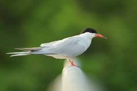 Common tern.  Picture by Ben Andrew.