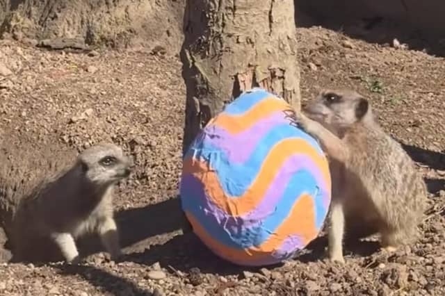 An adorable pair of meerkats inspect an Easter egg.