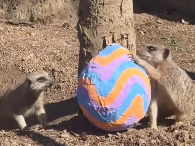 An adorable pair of meerkats inspect an Easter egg.