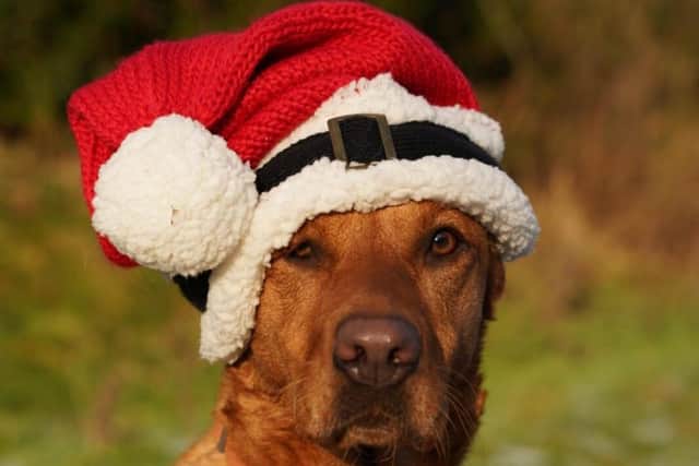 Rachel Bean is warning dog owners ahead of Christmas - Animal News Agency 