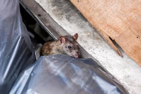 Rat on top of a bin bag