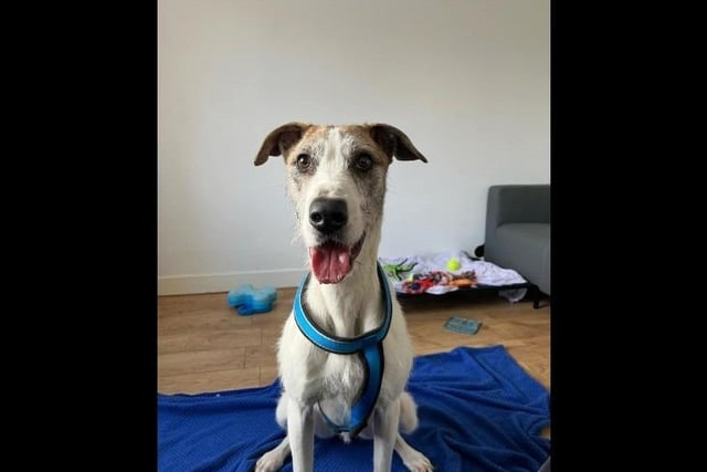Meet energetic ne-year-old Howard who is a male wire-haired lurcher. He is looking for his forever family to take him on plenty of journeys and adventures. He loves zoomies but is more than happy enough to put the brakes on them if there is some treats involved! Due to his size and boisterousness when playing and running, it is best that he only goes to a home with children of a secondary school age and above.