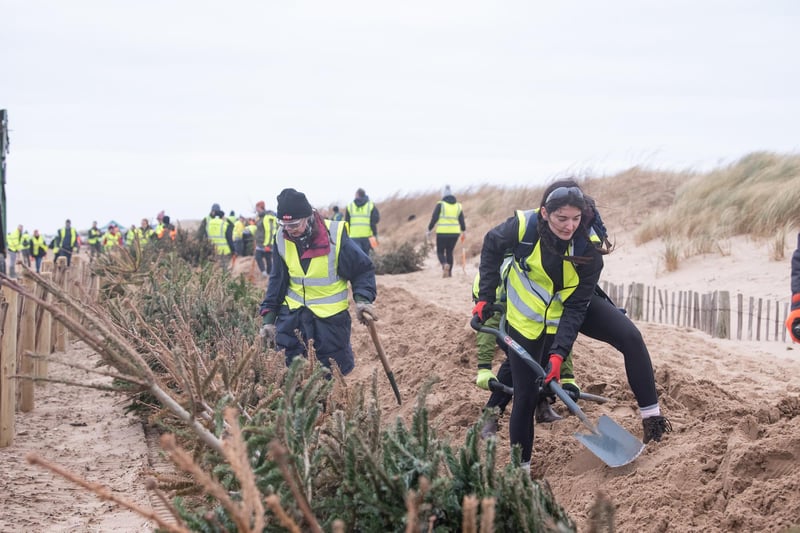 Volunteers hard at work in Lancashire Wildlife Trust's Christmas tree planting on St Annes beach.