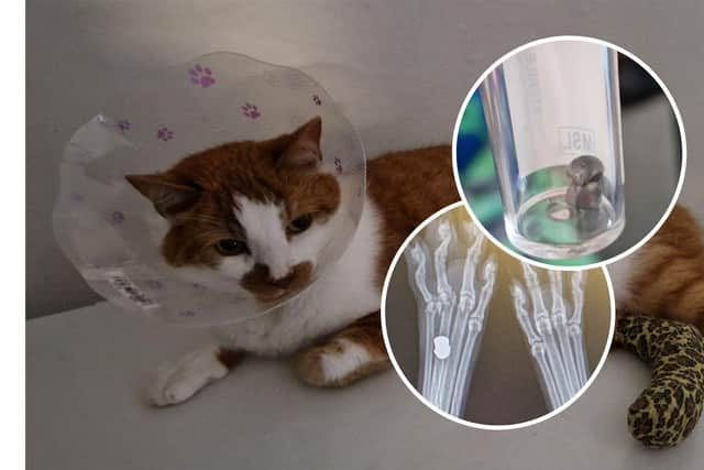 A cat was shot by an air rifle. Inset: X-ray of the bullet and the actual bullet after it was removed from the cat's paw.