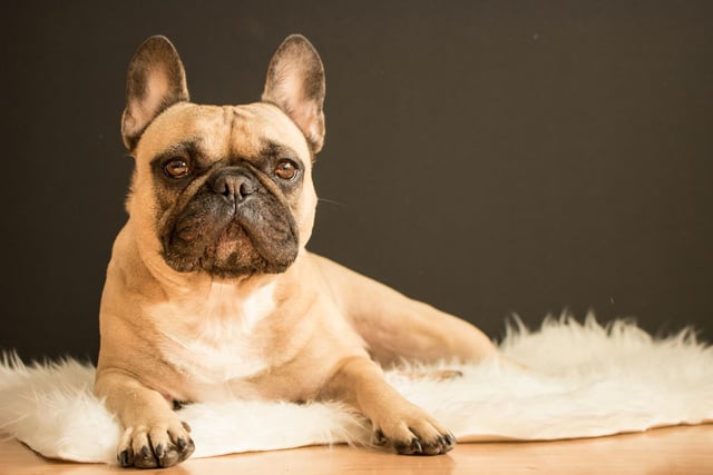 French Bulldog had 11 mentions by experts