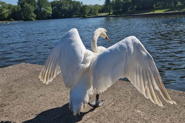 Jesse the Swan was killed in a suspected dog attack in Stanley Park, Blackpool at around 12.30pm on Wednesday, July 5. Picture by Brambles Wildlife Rescue