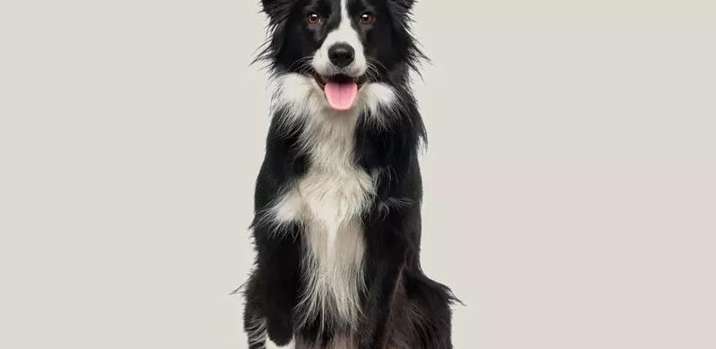 The Border Collie is a British breed of herding dog of the collie type of medium size. It originates in the region of the Anglo-Scottish border, and descends from the traditional sheepdogs once found all over the British Isles. It is kept mostly as a working sheep-herding dog or as a companion animal