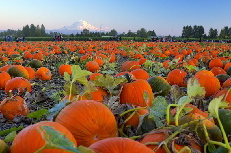 Ridgeway Farms fifth Pumpkin Festival is back.
Get your wellies at the ready, meet the animals and take a walk to the Pumpkin Patch and choose your very own Pumpkin, before decorating it at the autumnal themed Orchard.
The Pumpkin Festival starts on October 15, running each weekend and during half term right up until October 29, with session times running hourly each day.
Everyone needs a ticket. Early bird tickets are priced from £7.50 for adults and £8.95 for children (walking age upwards).