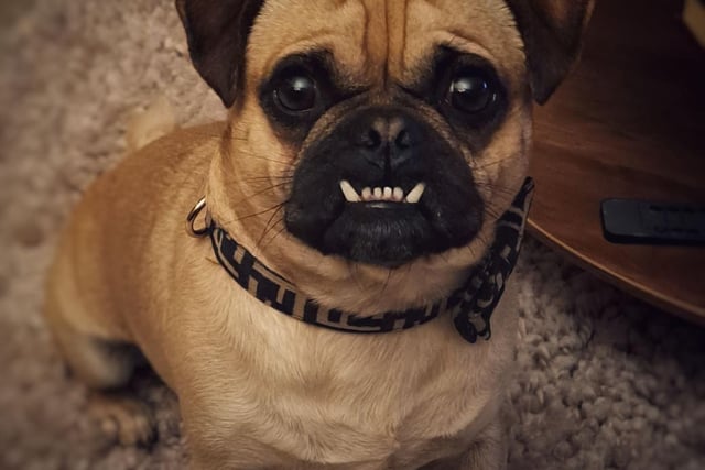 Look at Alf!