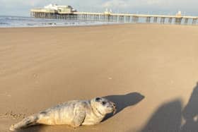 Blackpool Council uploaded the picture of the seal ashore in Blackpool onto their Facebook page