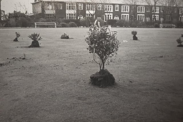 Intruders dug up plants and shrubs at Central Drive recreation ground and laid them out on the bowling greens as if in readiness for planting. This was May 1979