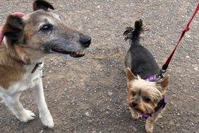 Dave the Fox Terrier (left) with little Miley who sadly passed away earlier this month.