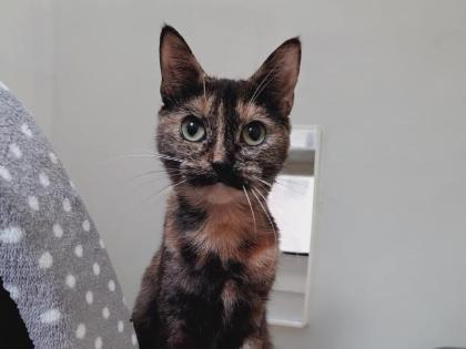 Twirl is a beautiful 11-month-old female Tortie domestic shorthair. She cant get enough of the cuddles, head bumps and loves playing with her toys, especially the small mice toys, she will grab and chew till her hearts content. She is looking for a quiet home as the only pet but can live with children 16+ who will offer her time and space when she needs it and allow her to come to them.