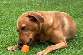Daisy with her ice pop