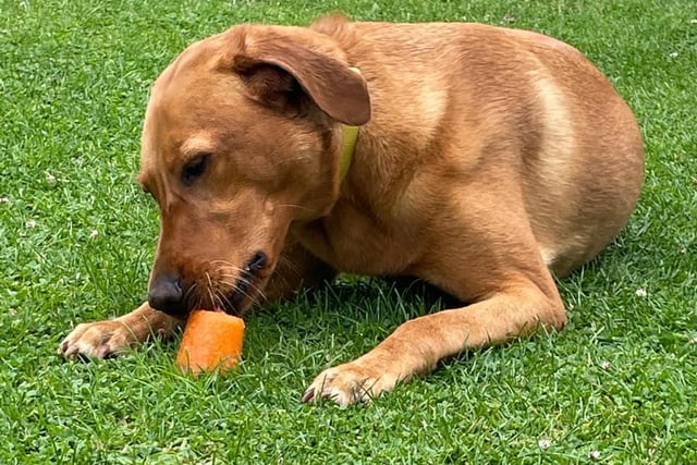 Daisy with her ice pop