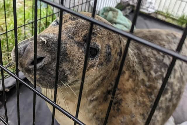 The pup was examined to make sure it was fit and healthy before being transported to Fleetwood (Credit: RSCPA)