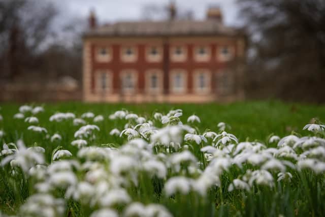 Snowdrops in the grounds of Lytham Hall.