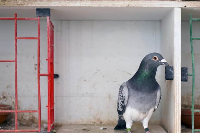 Four pigeons have been killed at Talbot Road car park