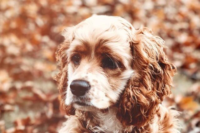 Clumber Spaniel had 7 mentions by experts