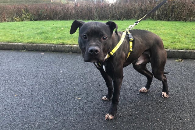 Male - Staffordshire Cross - Aged 2-5. Onyx is a stray and can be timid at times. He is friendly once you get to know him.