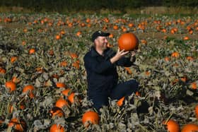 If you’ve planted your own pumpkins in time for the spooky season then now is the time to harvest them