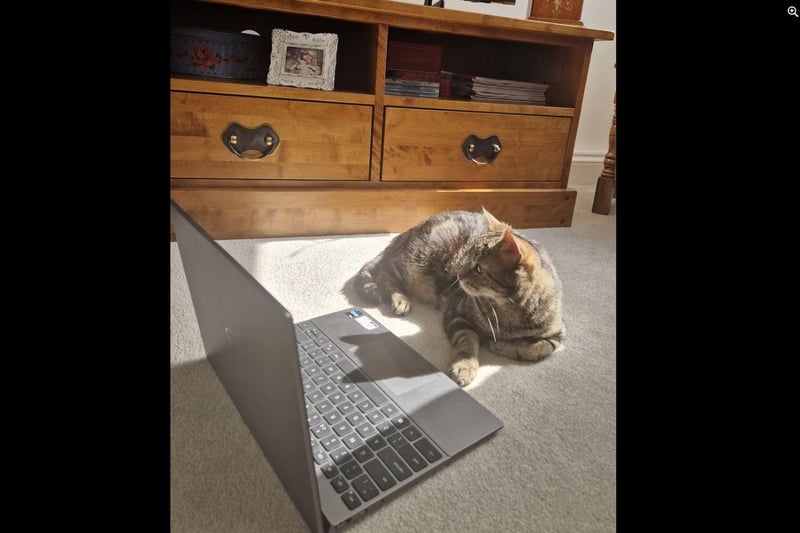 From Lisa Prance - Winnie, concentrating harder than I am!