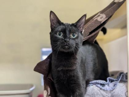 Astro is our very sweet and affectionate 11-month-old domestic shorthair. She is a very affectionate and loving girl who wants nothing more than to give as many head bumps as possible and loves nothing more than some warm cuddles. She could live with children of a primary school age.