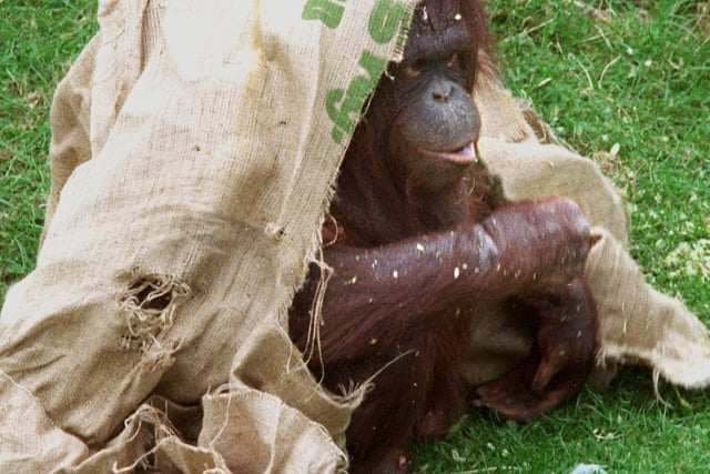 Homer the Orangutan sheltering under a sack