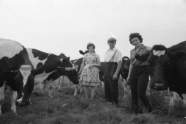 This was 1974. A winter of reckoning beckoned for farmers across the area. John and Patricia Gardner with their daughter Janet among the herd of fresians at their farm in Preesall