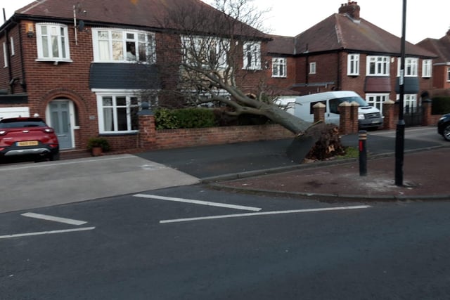 An uprooted tree on Cairns Road in Fulwell, Sunderland