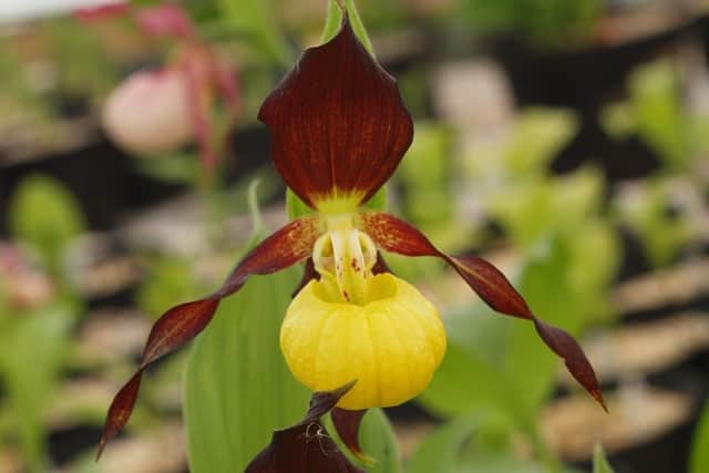 The rare British slipper orchid Cypripedium calceolus photographed in Lancashire by Jeff Hutchings