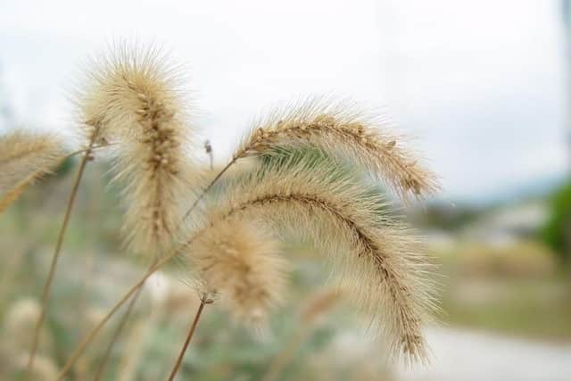 Foxtail grass has sharp barbed seeds that can be very harmful to pets. Source: Peta