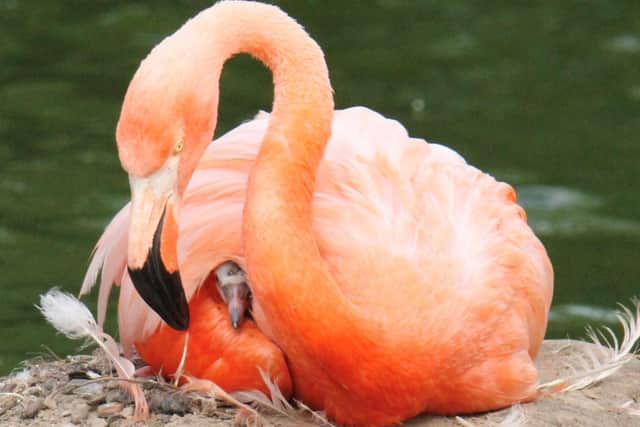 Mother and baby flamingo