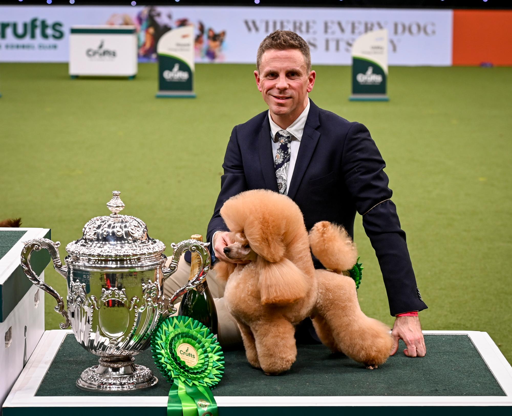 Cheeky toy poodle Waffle cocks his leg at Crufts Best In Show final