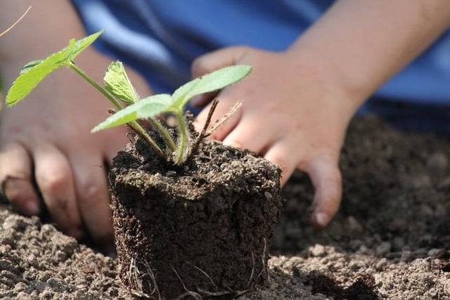 If you’ve got the green-fingered bug, create a vegetable patch for the children. You can do these in troughs or pots too. Opt for quick-growing varieties like cress, lettuce, radishes and spinach.