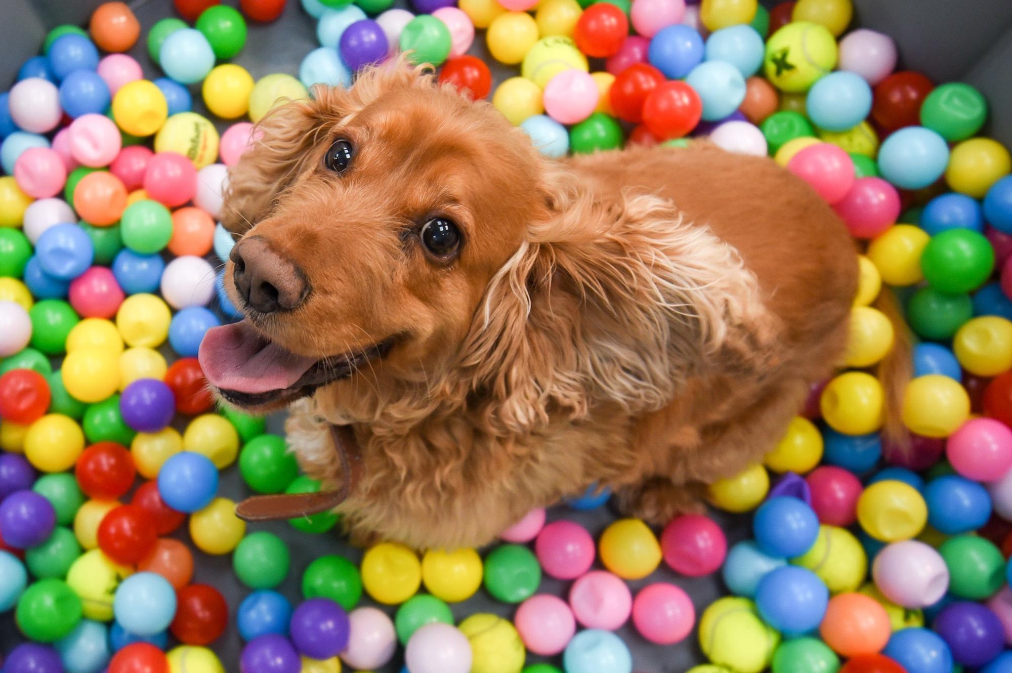 Doggy best sale