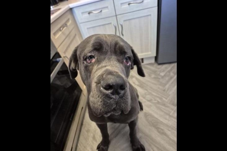 Tank is a two-year-old Great Dane cross aka Big friendly Giant. This wonderful boy came into RSPCA care after being abandoned and suffering with bad cherry eye but he's fully recovered and finally looking healthy. He is looking for a home with with experience of large breeds, secondary schoolchildren that are dog savvy, a compatible dog but no cats.
