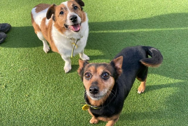 Jack Russell Terrier - male (Peanut) and female (Lilly) - aged 5-7. These best friends need to be adopted together.
