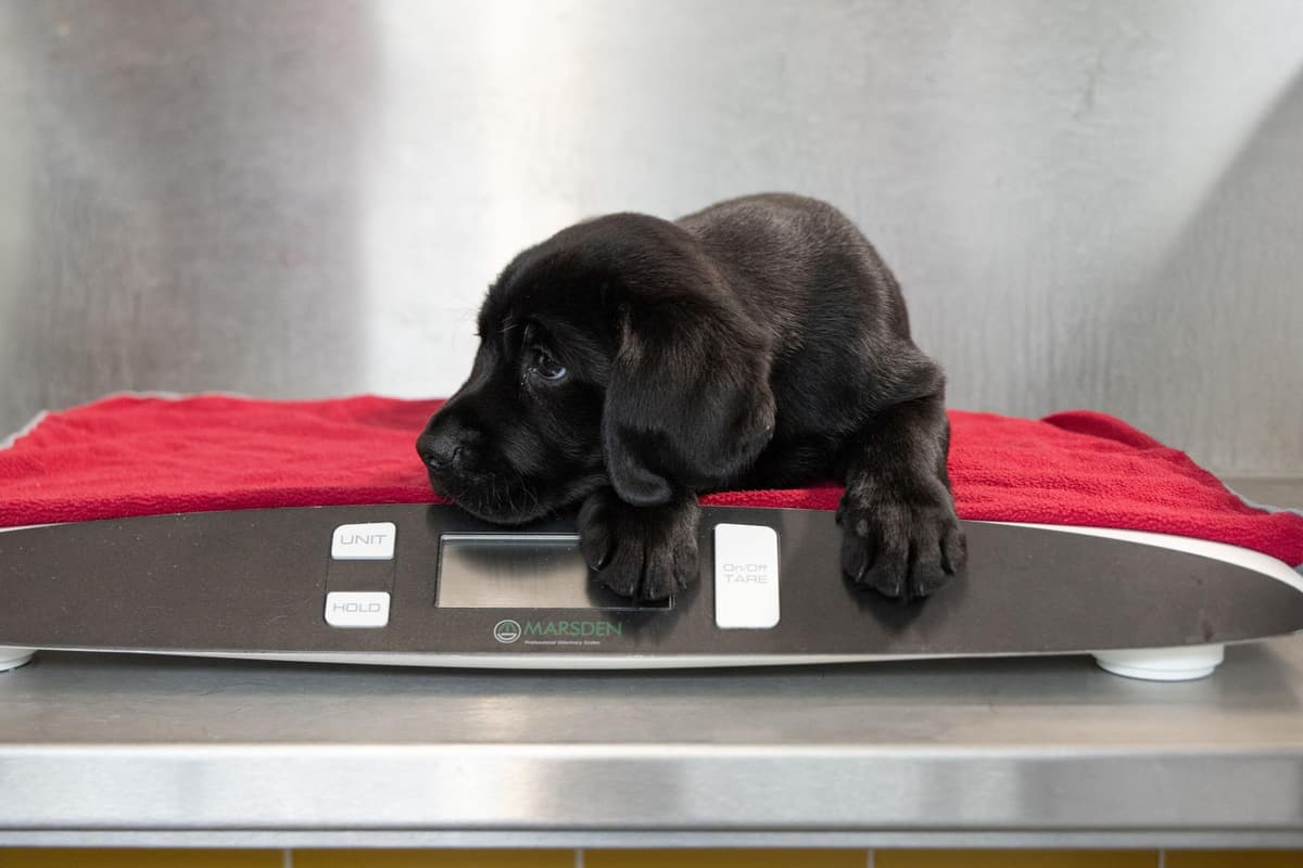 Kn Dog Feeling Ruff? Guide Dogs reveal how dogs feel the January blues too