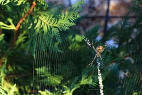 Your Christmas tree could be full of spiders - Expert reveals how to keep them out